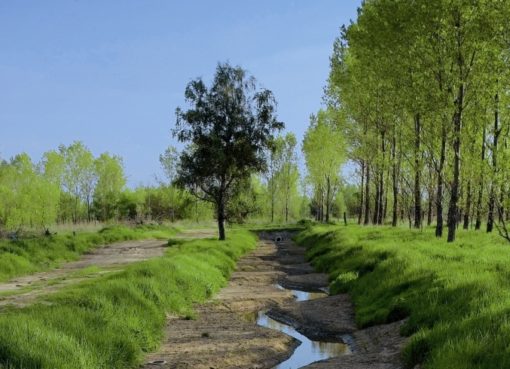 Rieselanlage mit Klarwasser bei Hobrechtsfelde