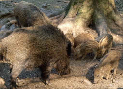 Wildschwein (Sus scrofa): Bache mit Frischlingen