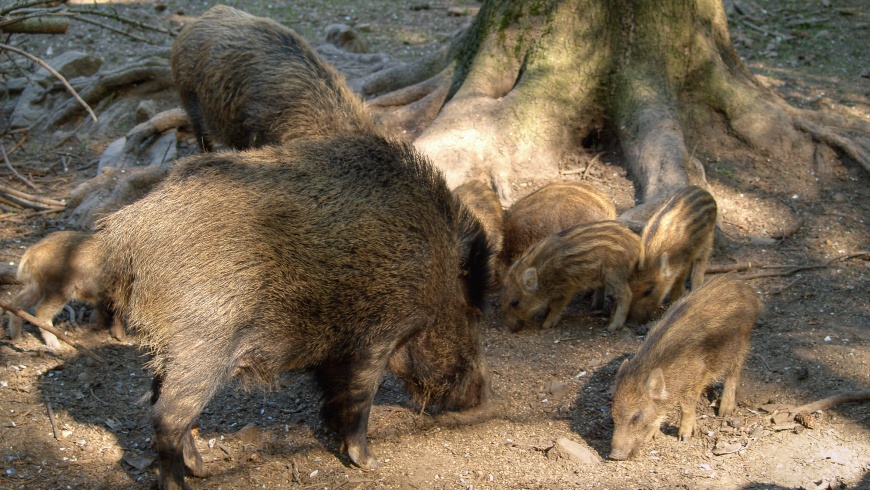 Wildschwein (Sus scrofa): Bache mit Frischlingen