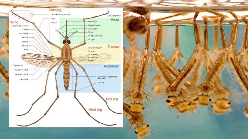 Stechmücke (Culex pipiens)