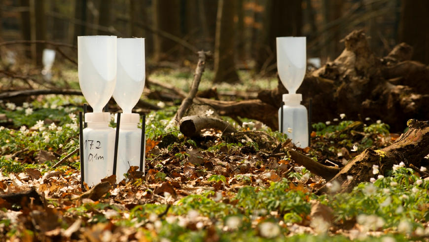 TERENO-PROJEKT, Untersuchungsstandort "Hohes Holz", Installation und Ausbringung von Regensammlern in einem Waldstück