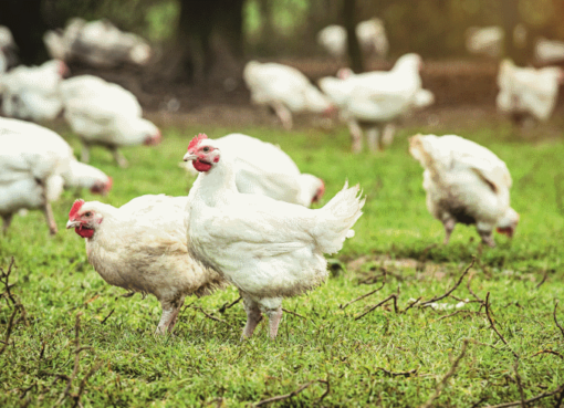 Kaufland: Hähnchen der Marke „Nature & Respect“