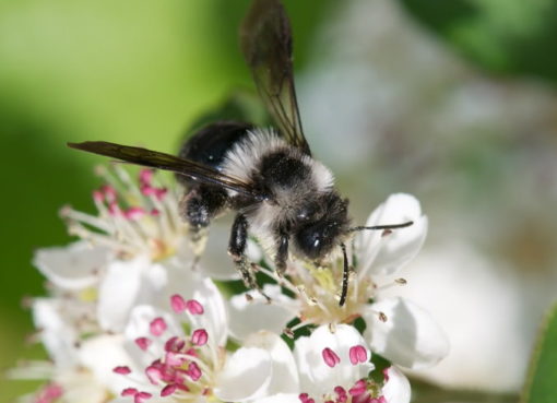 Frühlingspelzbiene auf Aroniablüte