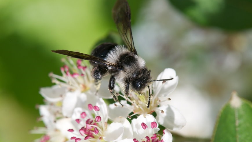 Frühlingspelzbiene auf Aroniablüte