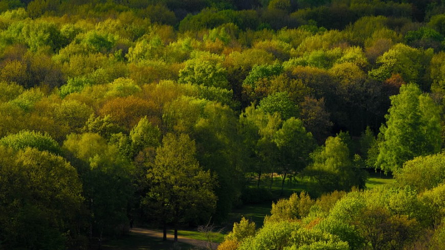 Dichter Parkbaum-Bestand in einem Berliner Park - Foto: Pixabay