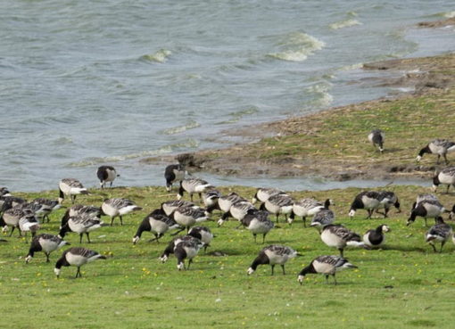 Nonnengänse (Branta leucopsis)