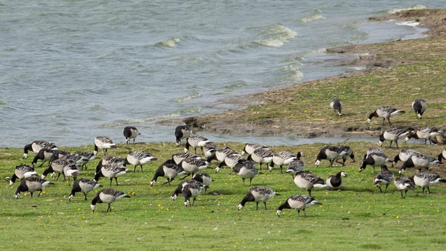 Nonnengänse (Branta leucopsis)