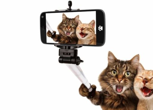 Katzen-Selfies bei Bau-Events