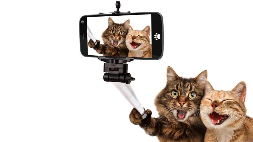 Katzen-Selfies bei Bau-Events