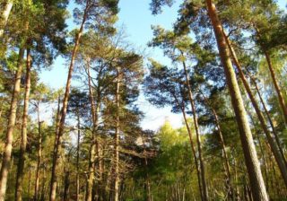 Birken-Kiefern-Wald