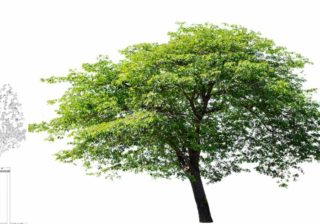 Baumkronenvolumen und Klimabilanz