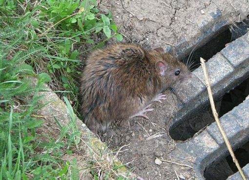 Wanderratte (Rattus norvegicus)