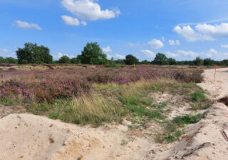Sandige Wege in der blühenden Döberitzer Heide