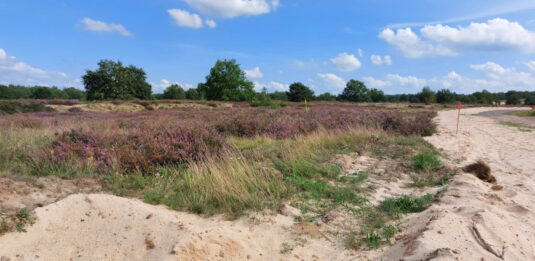 Sandige Wege in der blühenden Döberitzer Heide