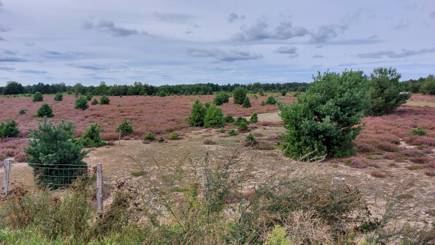 Besenheide (Calluna vulgaris) - spätsommerlicher Heideteppich vor den Toren Berlins