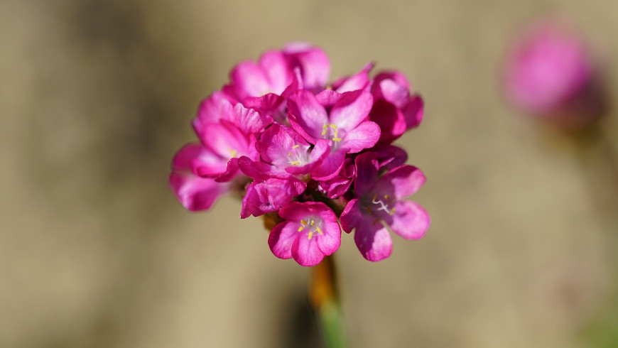 Die Strand-Grasnelke ist Blume des Jahres 2024.