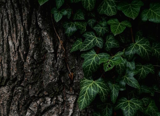 Baum mit Efeuranken
