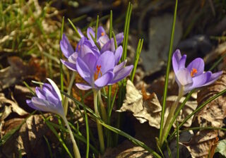 Elfenkrokusse