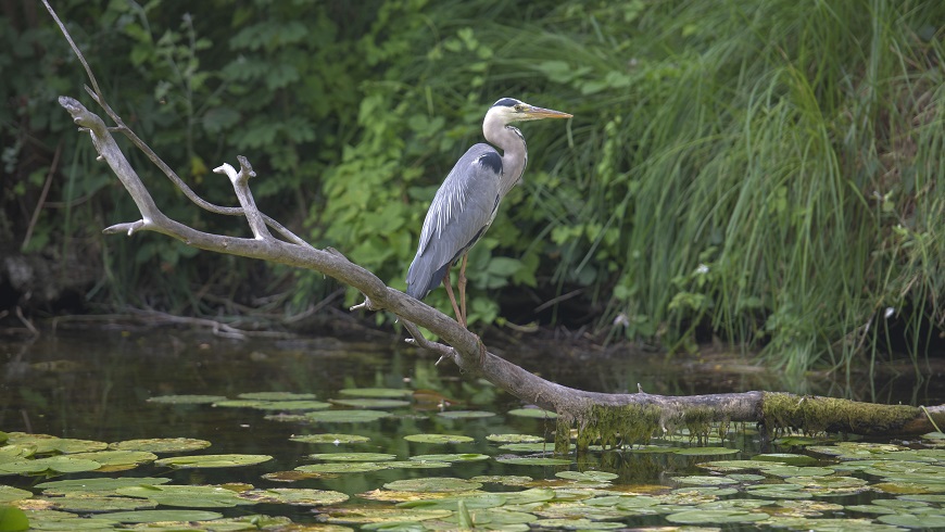 Vogelbeobachtung auf Eiswerder.