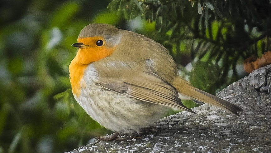 Vogelbeobachtung auf Eiswerder.