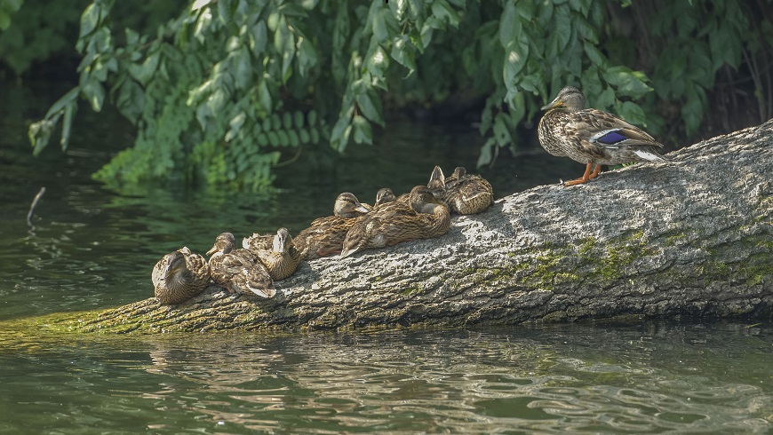 Vogelbeobachtung auf Eiswerder.