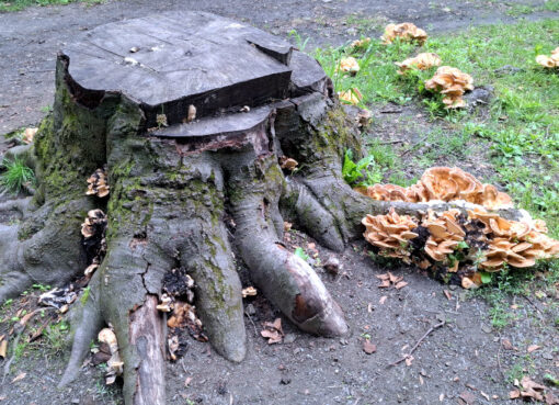 Baumstumpf einer Buche im Gemeindepark Lankwitz mit holzzersetzenden Pilzen