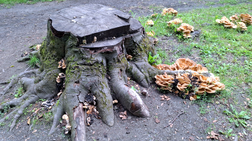 Baumstumpf einer Buche im Gemeindepark Lankwitz mit holzzersetzenden Pilzen