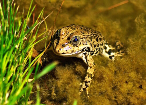 Knoblauchkröte