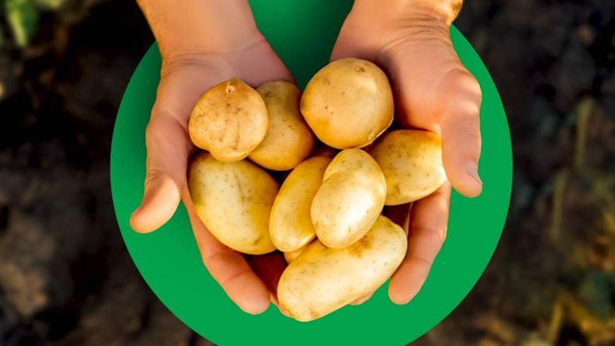 Lidl senkt Kartoffelpreise