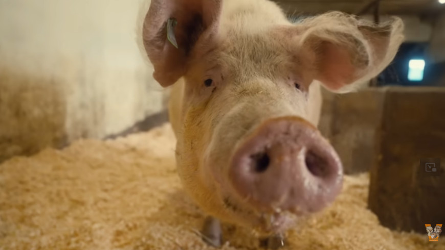 „Was passiert, wenn Schweine einfach leben dürfen?“ - Screenshot: © Youtube-Video Der Tierarzt - Dr. Karim Montasser