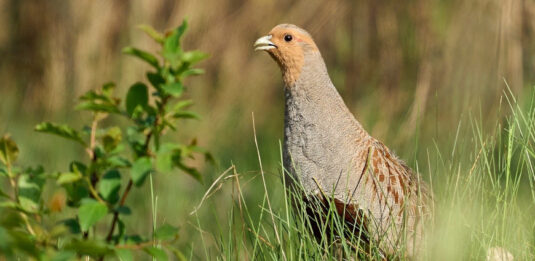 Rebhuhn ist der Vogel des Jahres 2026