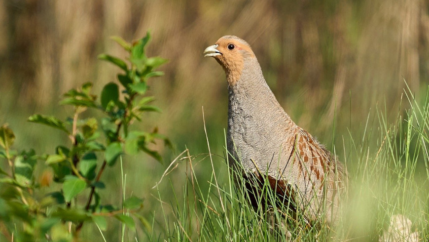 Rebhuhn ist der Vogel des Jahres 2026